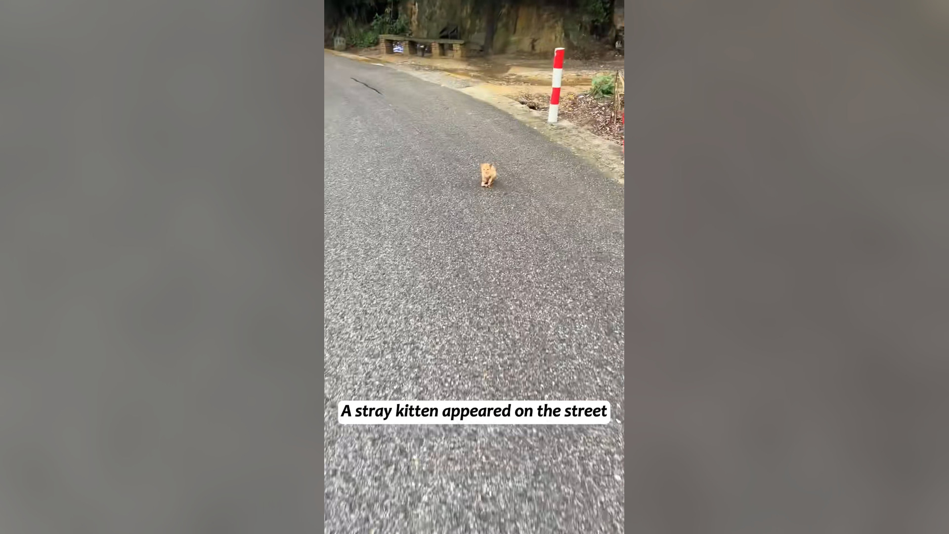 H2903033_wounded kitten was abandoned on road. It tri