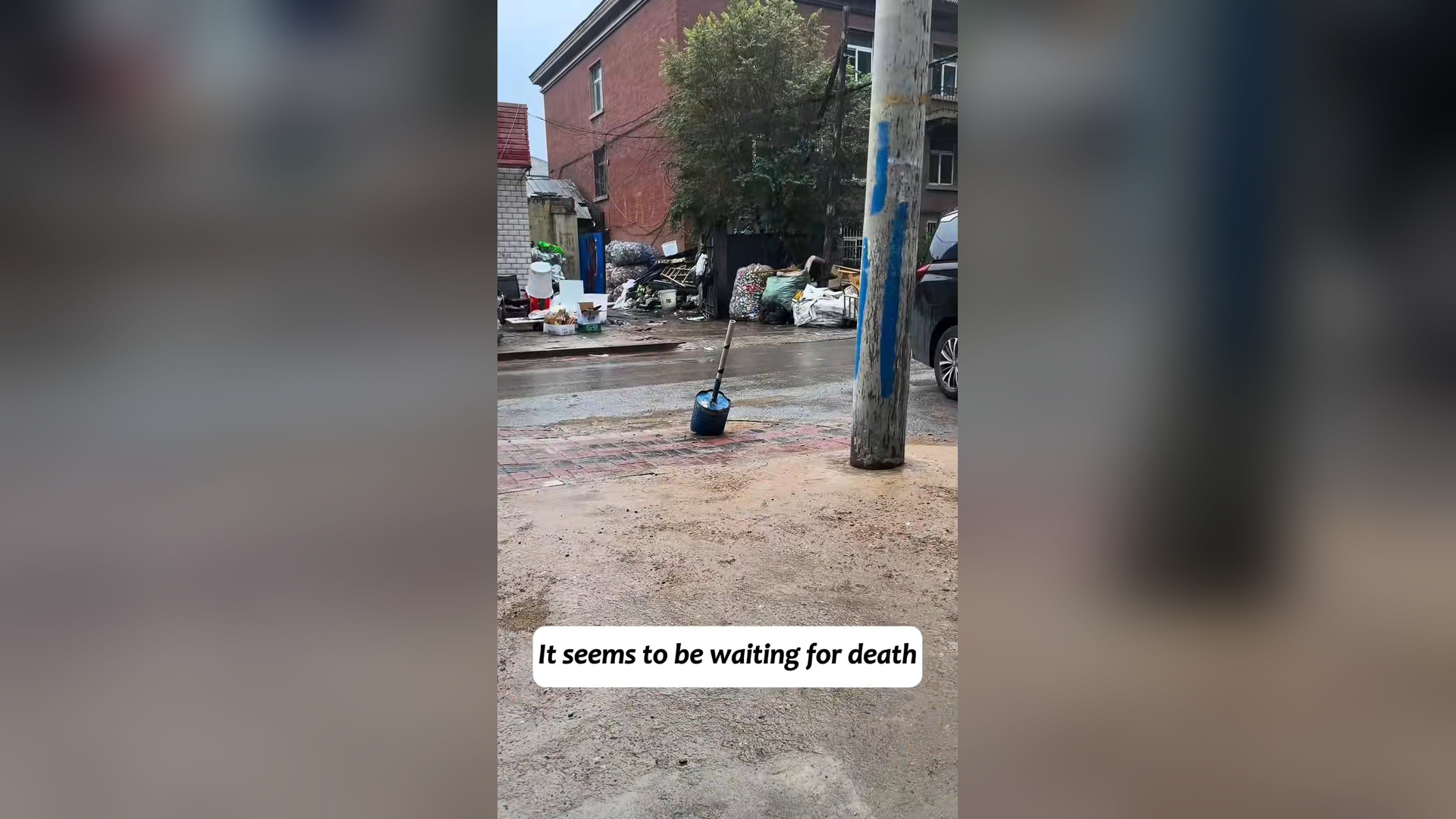 H2903034_There was stray cat hiding in corner, it see