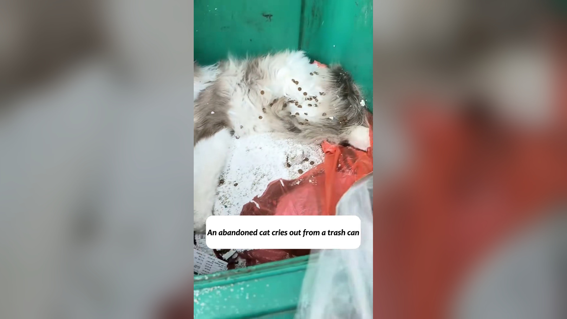 H2903035_pregnant cat was abandoned by its cruel owner