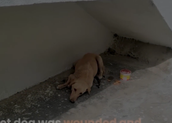 H1303009 Street dog wounded in shock watch he