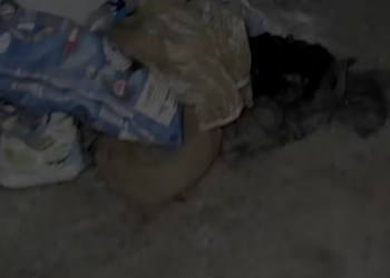 H1303010 She was exhausted had given up Another mange