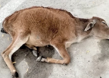 H1303011 Cold collapsed, baby bull rescued!