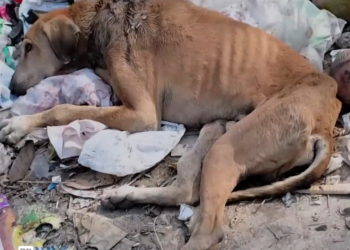 H1303008 We found him collapsed on pile of garbage