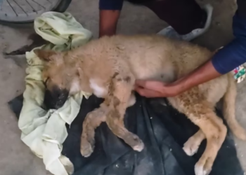 H1303012 Slum pup hit by car rescued, revived