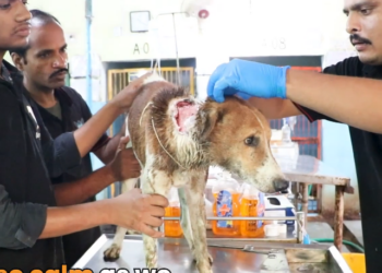 H1303013 How could he survive wound Let Mason show yo