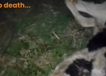 H1303014 Abandoned, lifeless young Parsley fight to stay