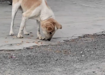 H1303016 She could barely breathe. Saving dog wire