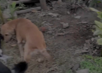 H1303017 Amber couldn stand, but she could raise her face