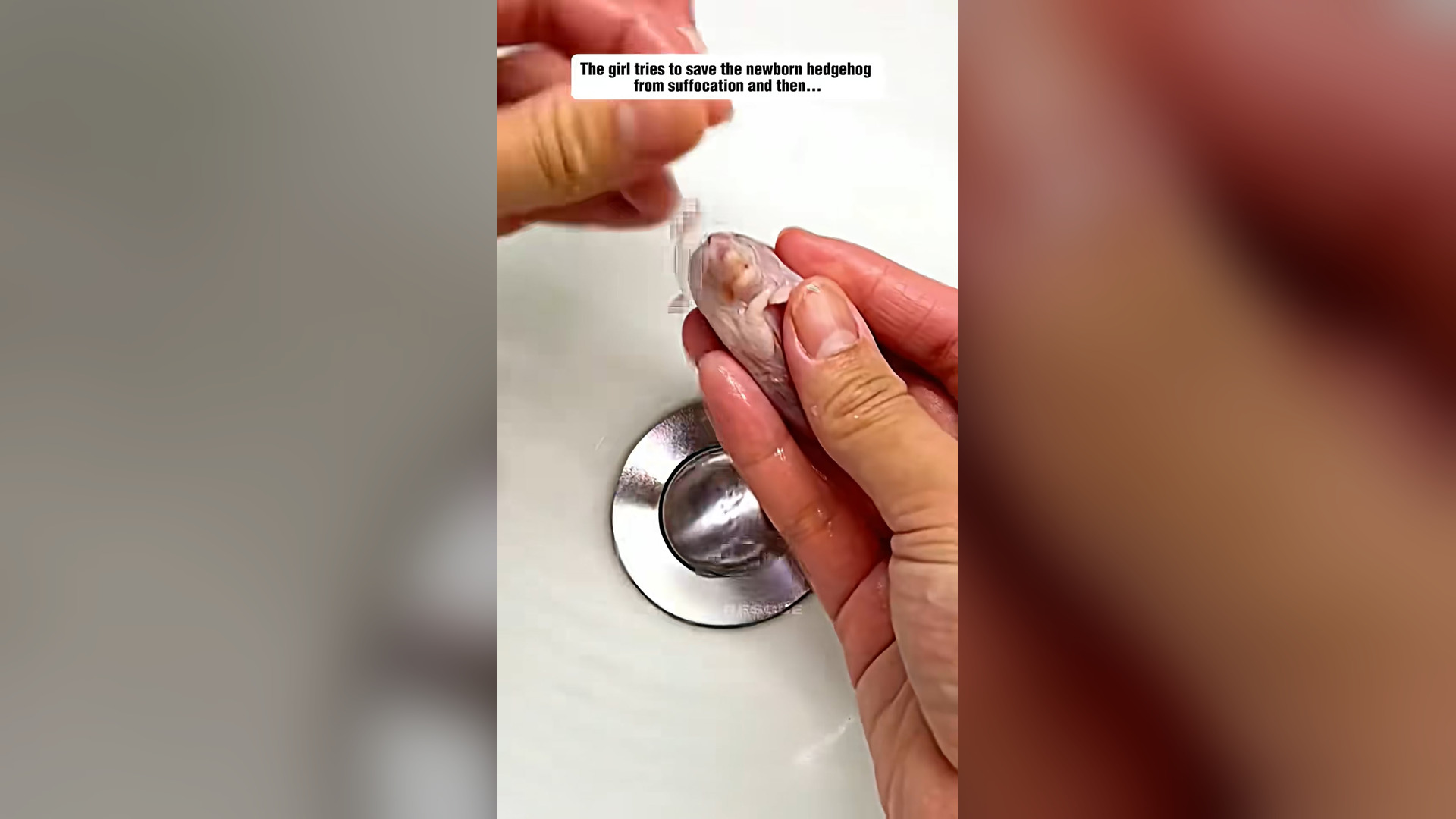 H0804002_Poor baby hedgehog