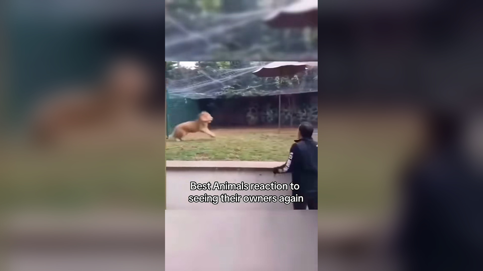 H0804003_Animals are better than us