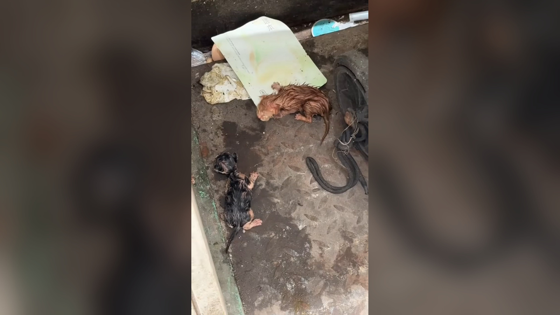 H0804011_found two poor tiny kittens water. #catlove