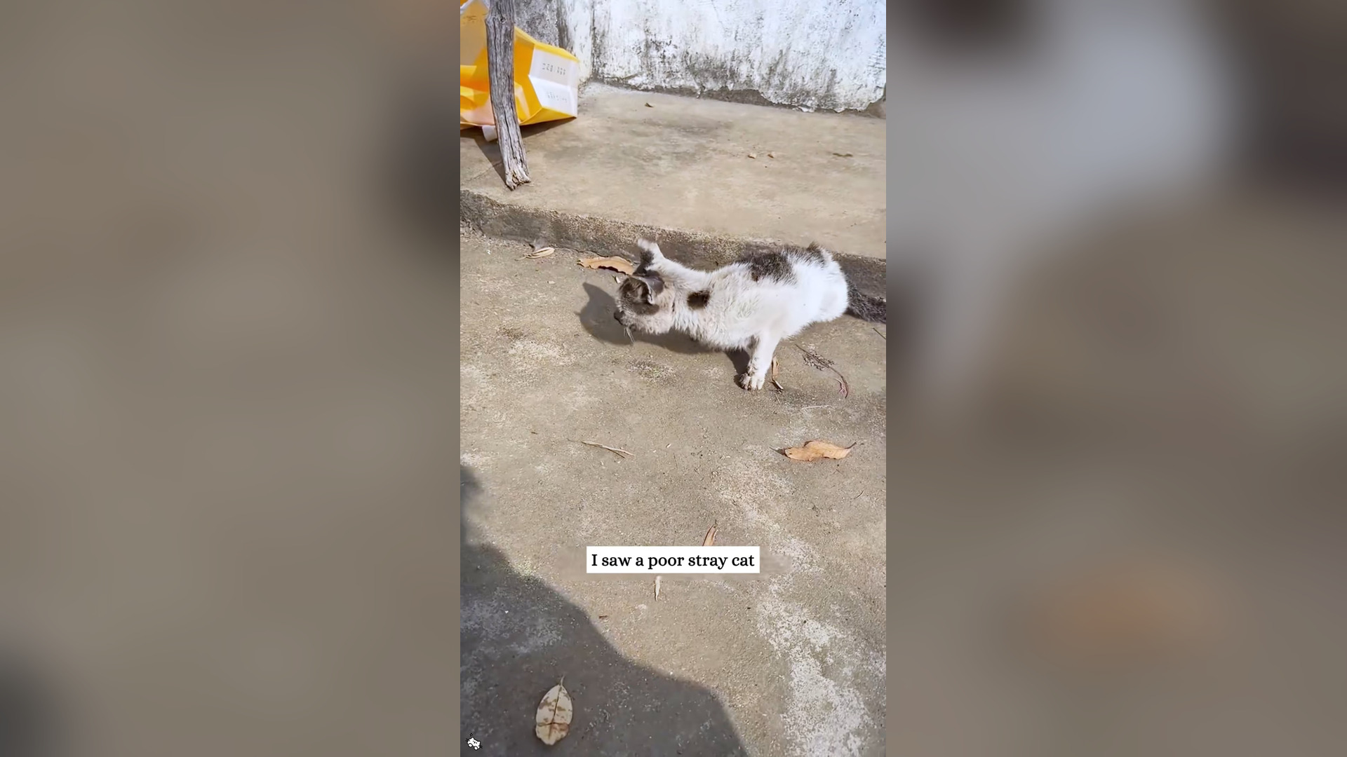 H0804016_Rescue a poor cat and then #animals #fyp #rescue #love #cat