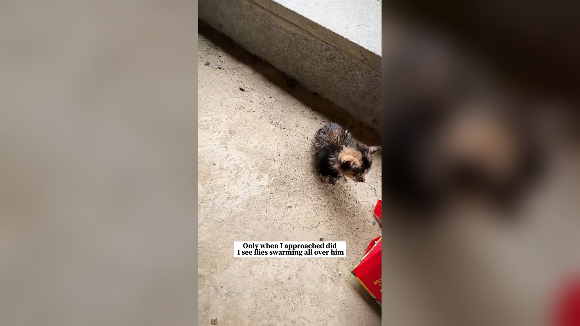 H0804019_Rescue a poor kitten and then #animals #fyp #rescue #cat #love #kitten #cat