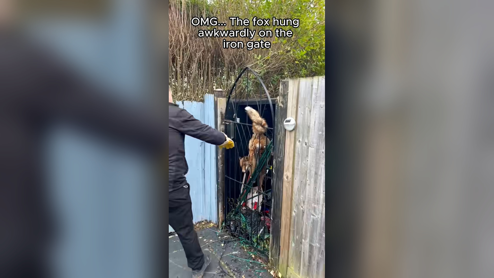 H0804021_We saved fox we couldnt believe what it did