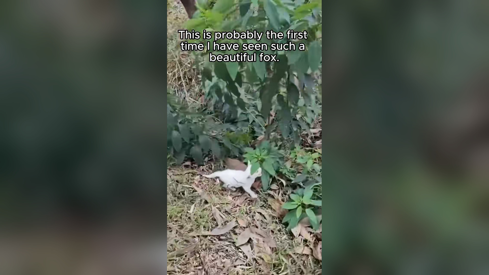 H0804024_Rescue tiny fox ending