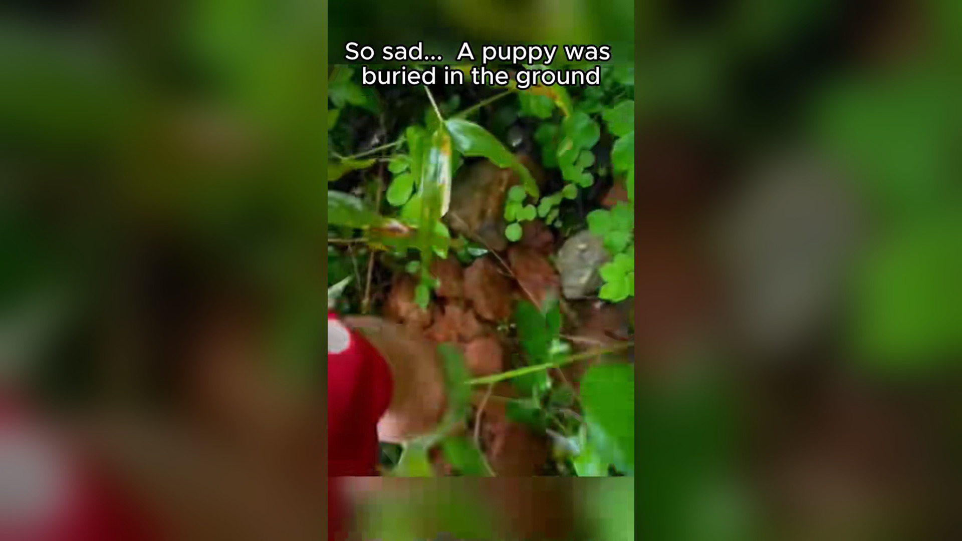 H0804026_Rescue puppy