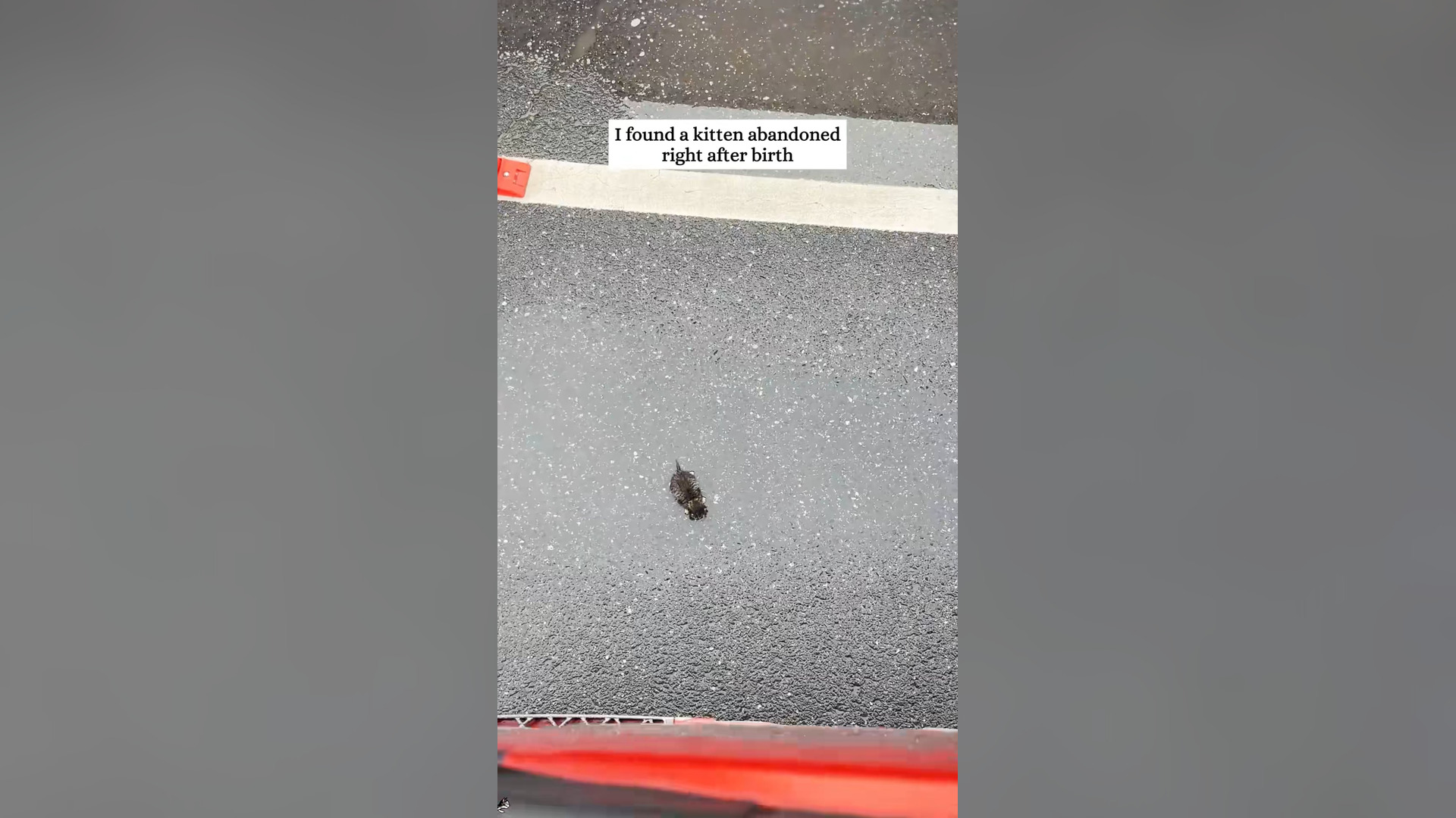 H0804029_Rescue a newborn kitten and then #animals #fyp #rescue #love #cat #kitten #cute