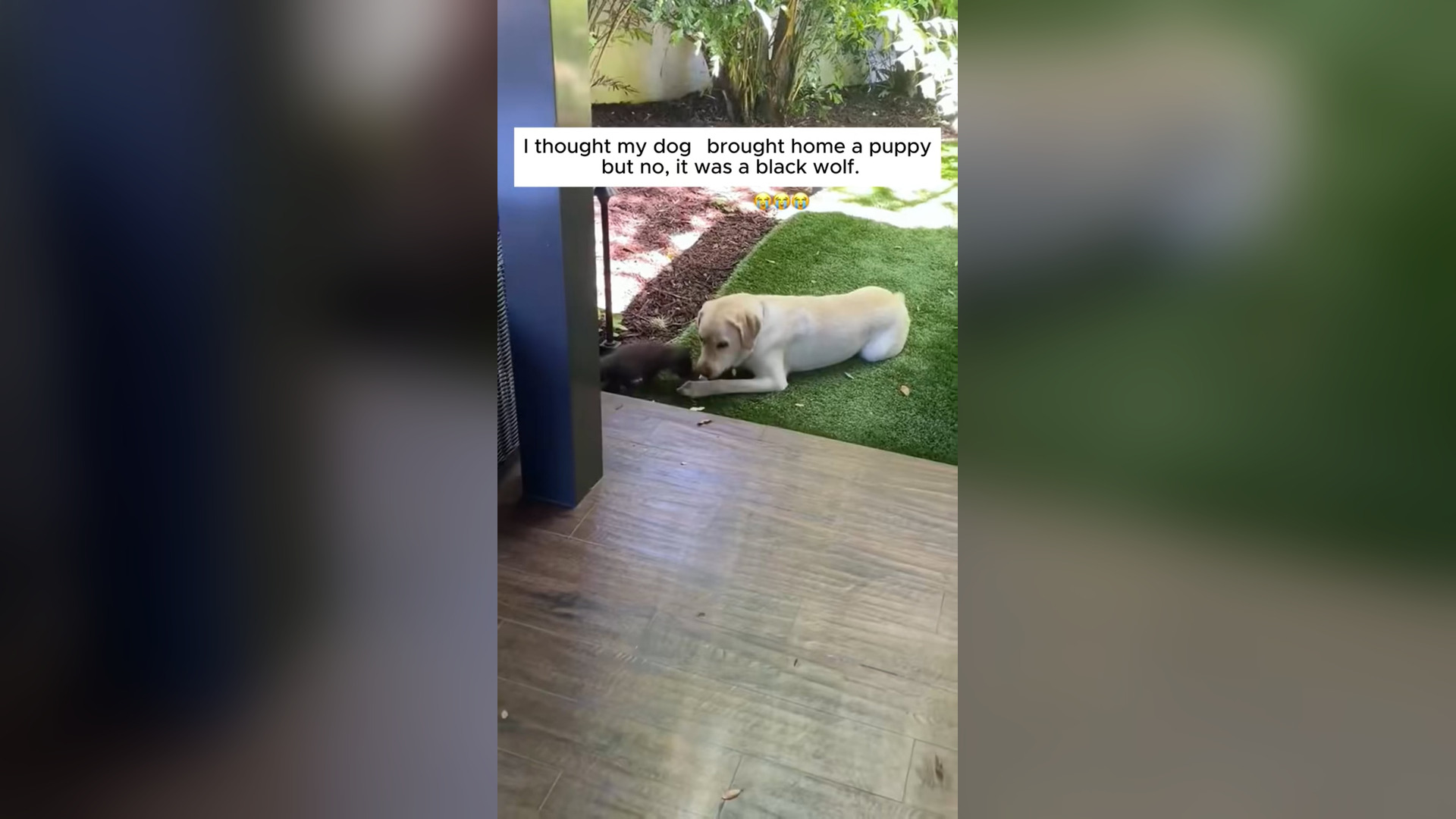 H0804030_thought my dog brought home puppy but no,it wa