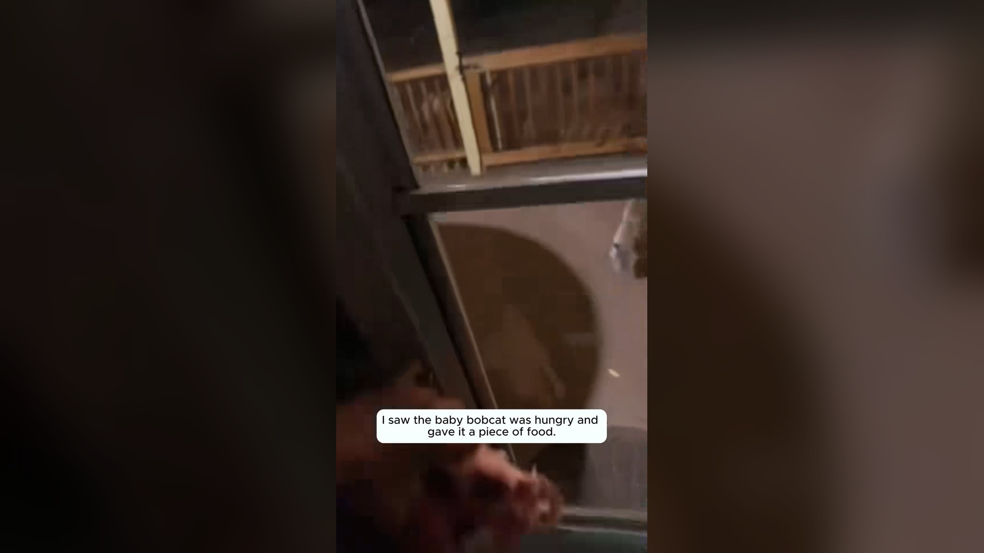 H0804032_adopted baby bobcat #animals #cat #bobcat #a