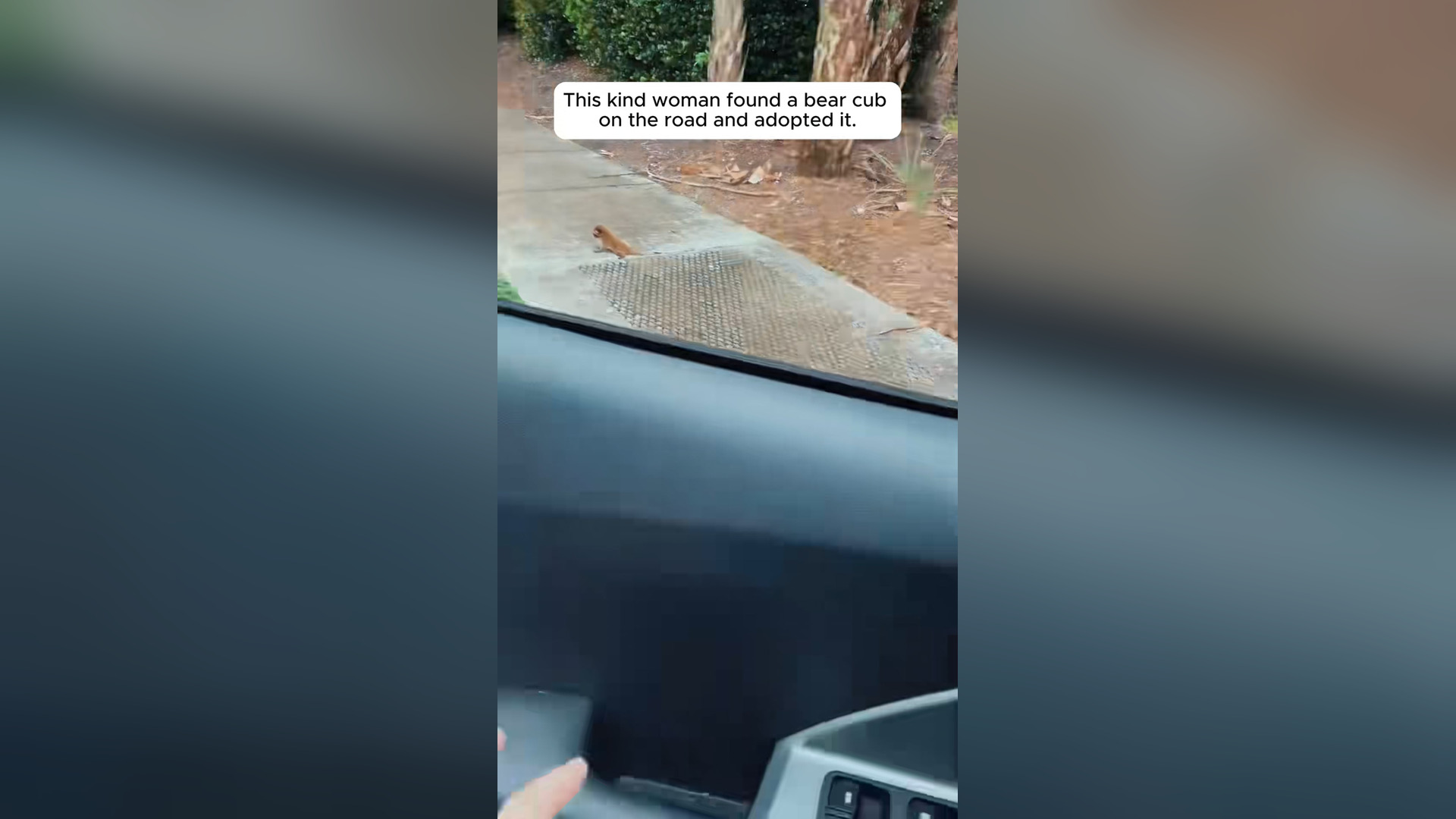 H0804036_kind woman found bear cub on road