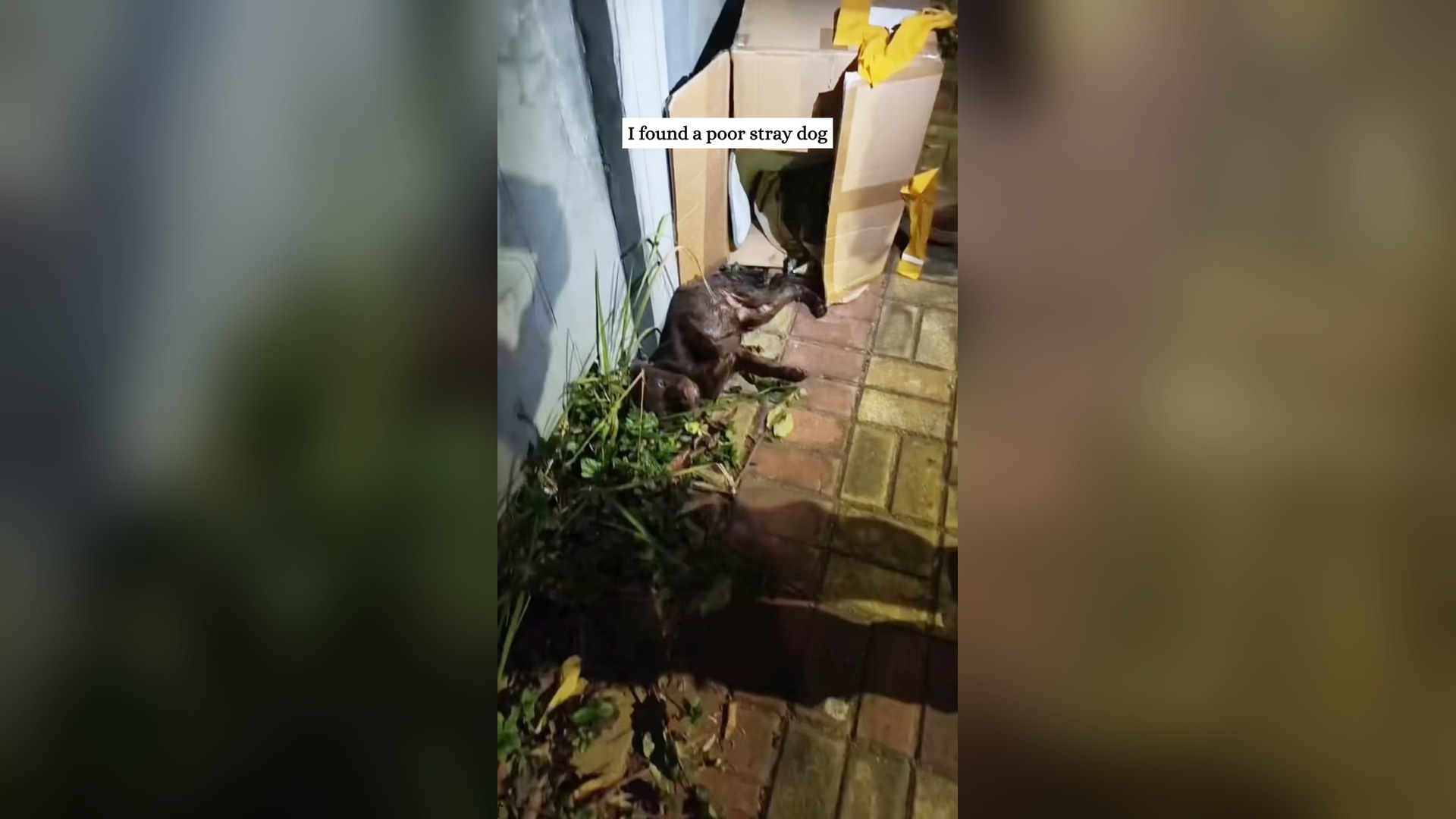 H0804037_Rescue a dog that is waiting to die and then #animals #fyp #rescue #love #dog