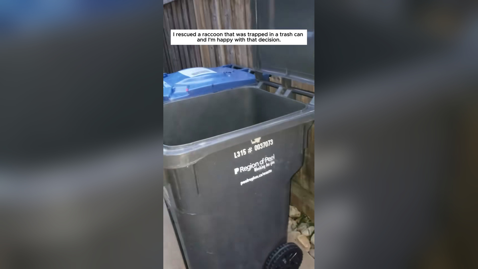 H0804039_Rescued raccoon #animals #animallover #raccoon