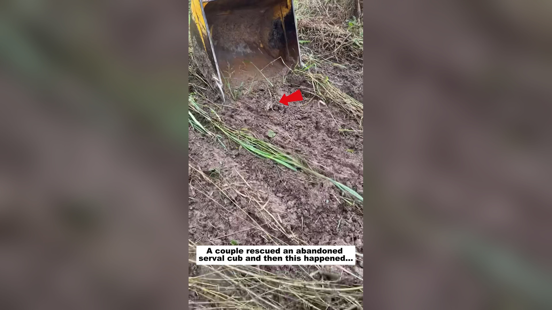 H0804040_Between two hearts, life found its shelter #a