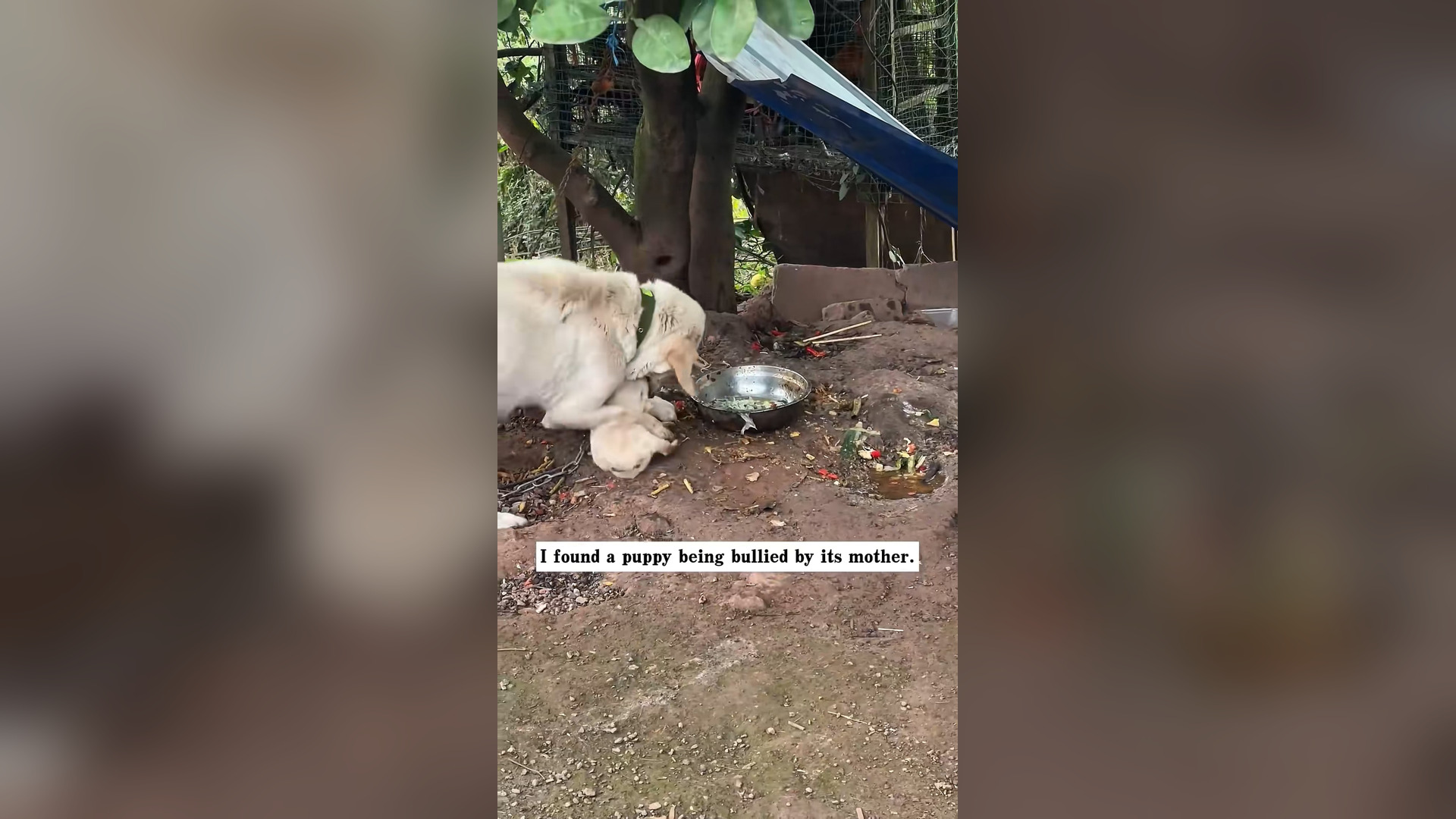 H0804042_found puppy being bullied by its mother th