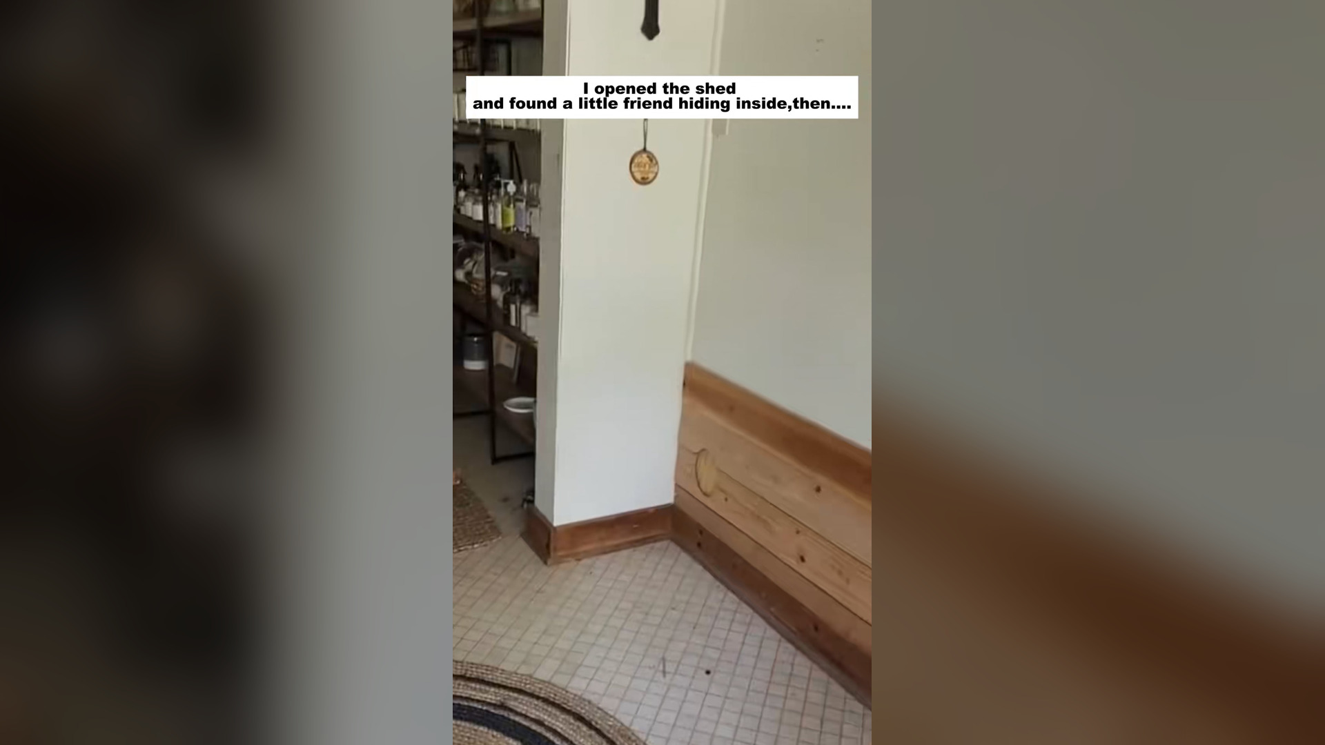 H0804044_opened shed found little friend hiding