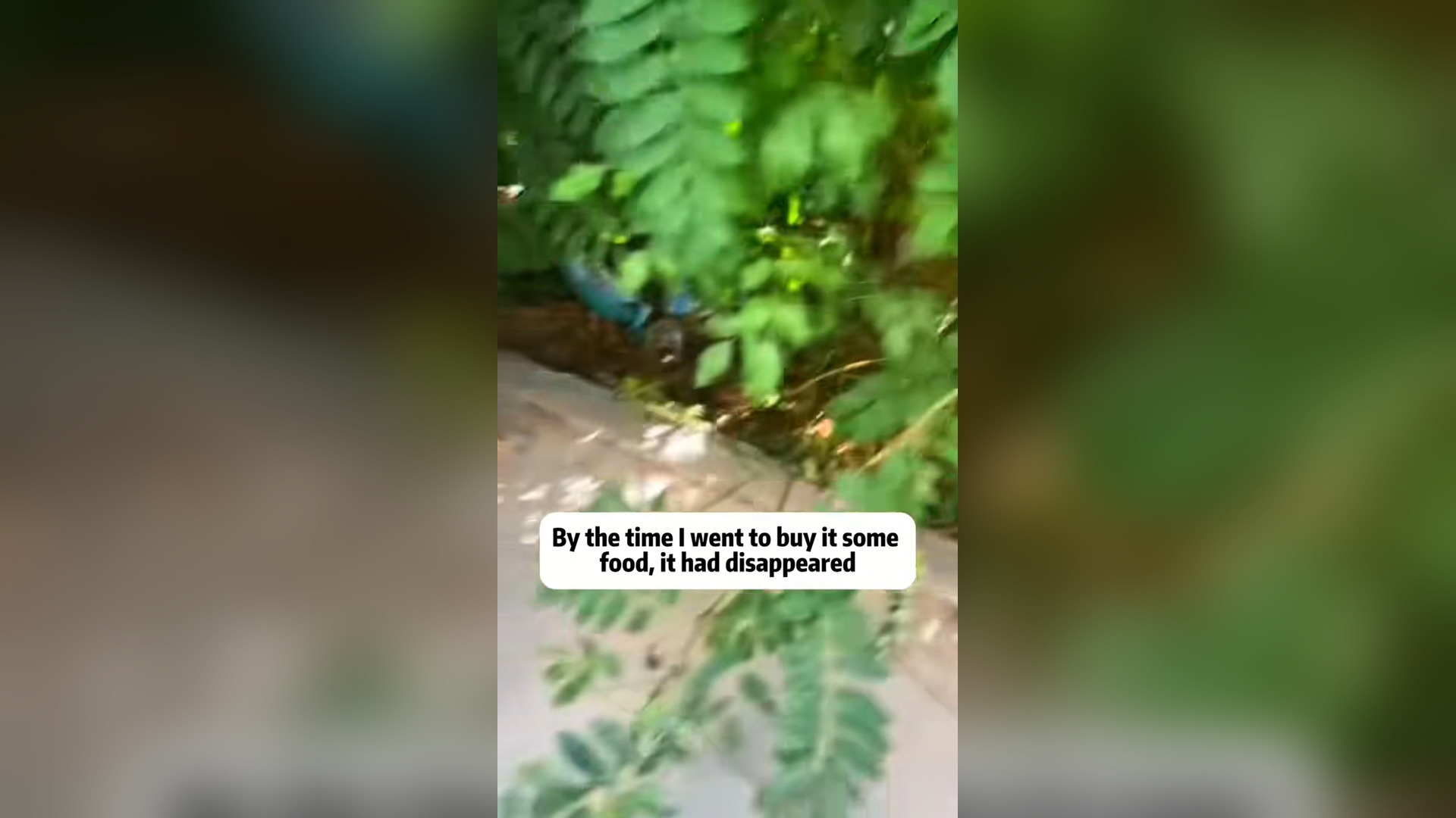 H1104001_Rescue dog #Tatcha #rescue #animals #paralysis