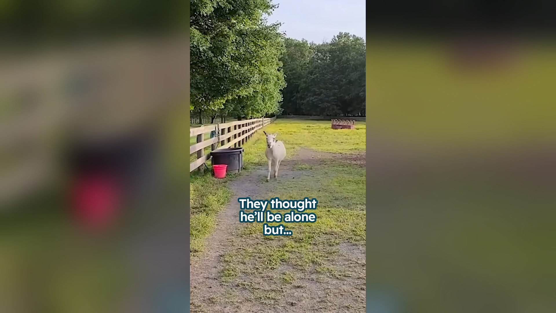 H1104008_He chased off every donkey but let one horse sta