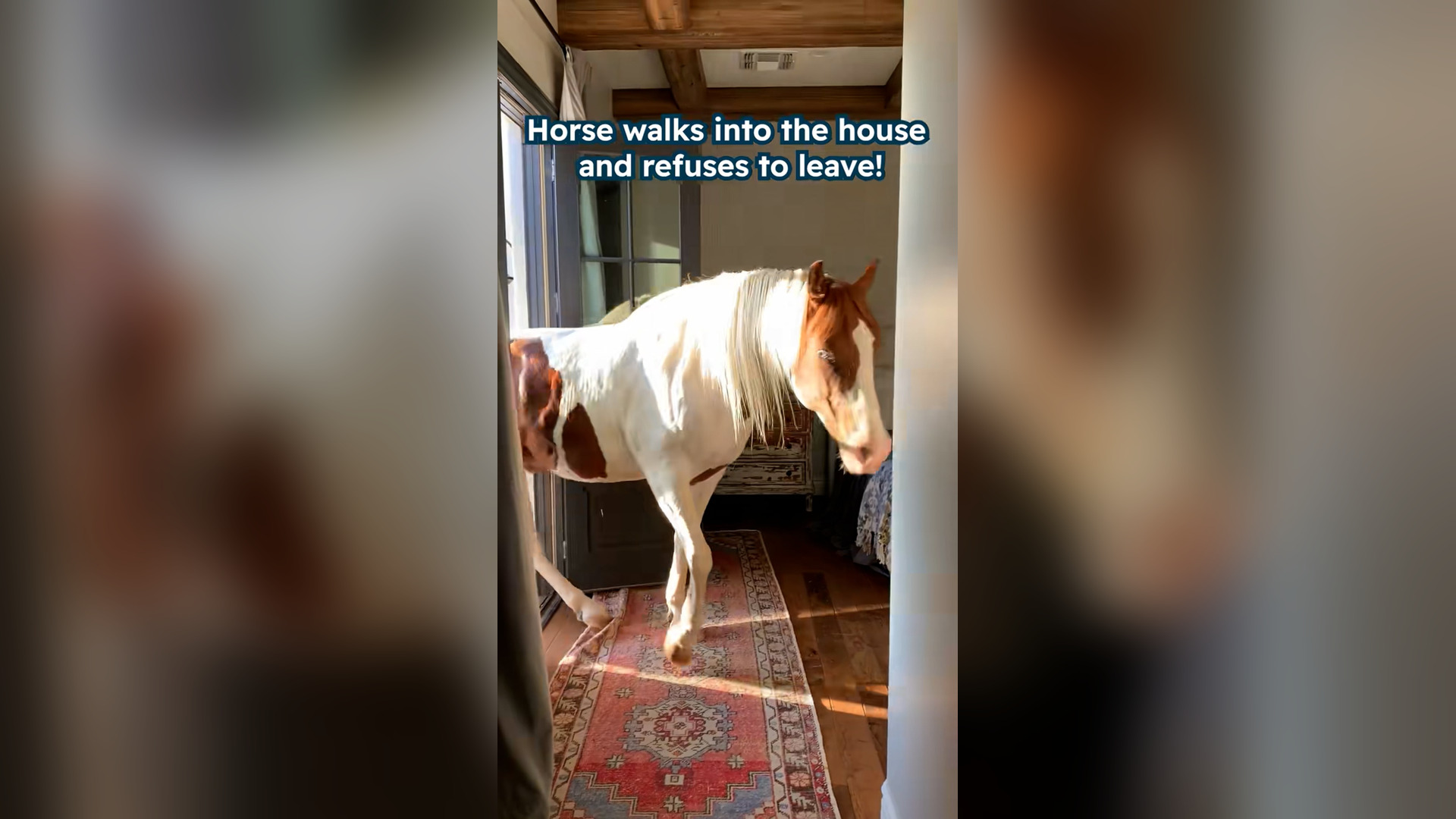 H1104007_Every single day six years, Charlie has come