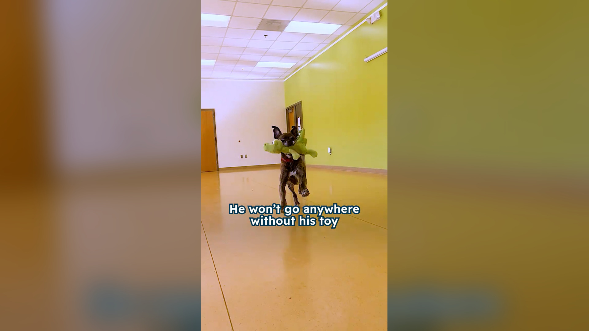 H1104005_Dex has spent half his life in shelter but toy