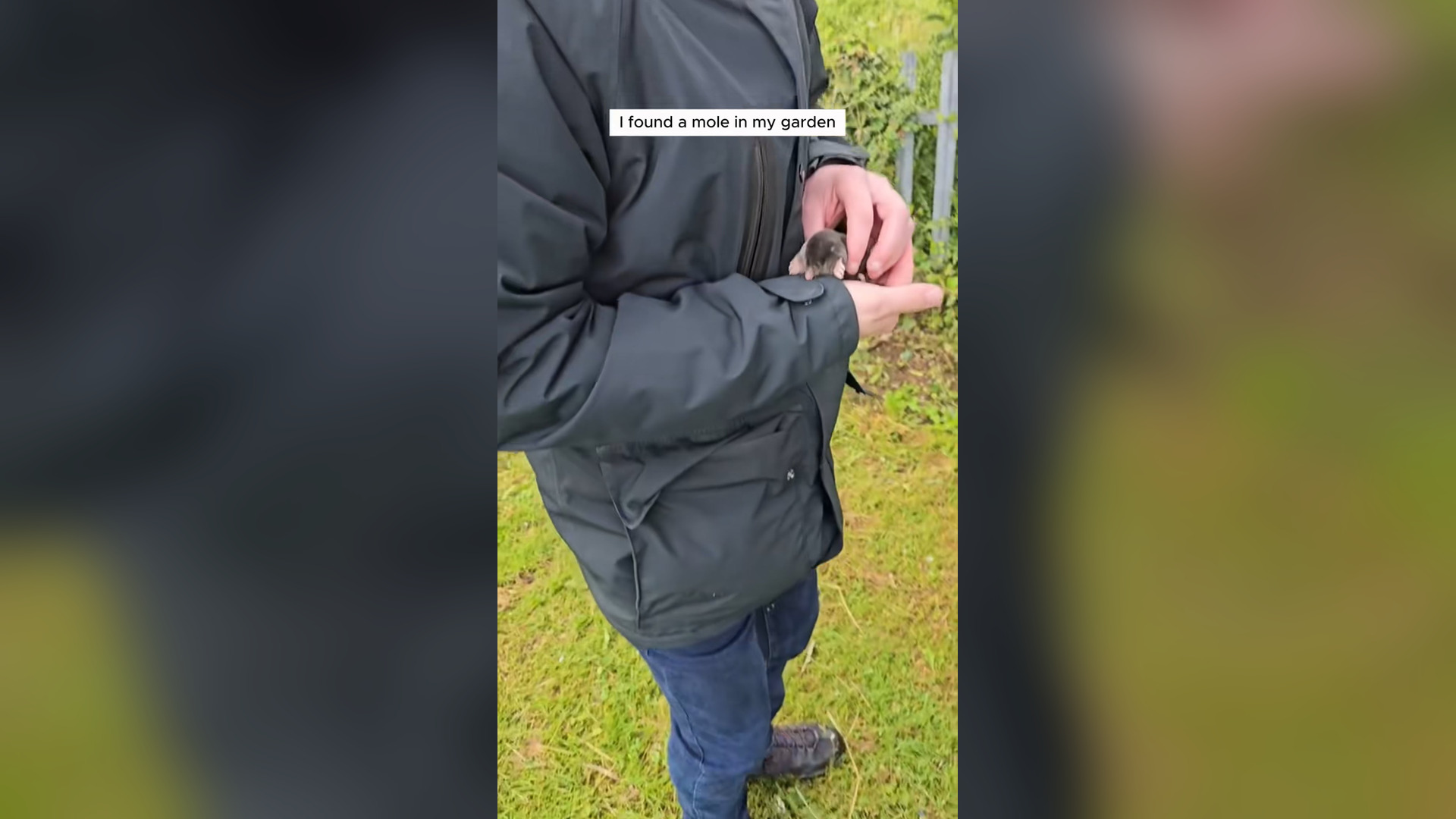 H1105022_Man found mole in his garden adopted it #ani