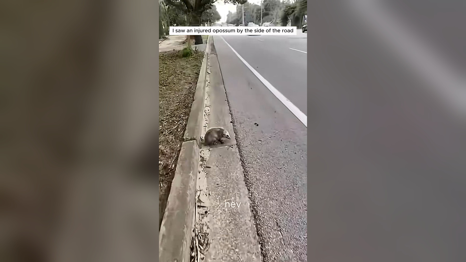 H1105015_Heartwarming story about injured opossum