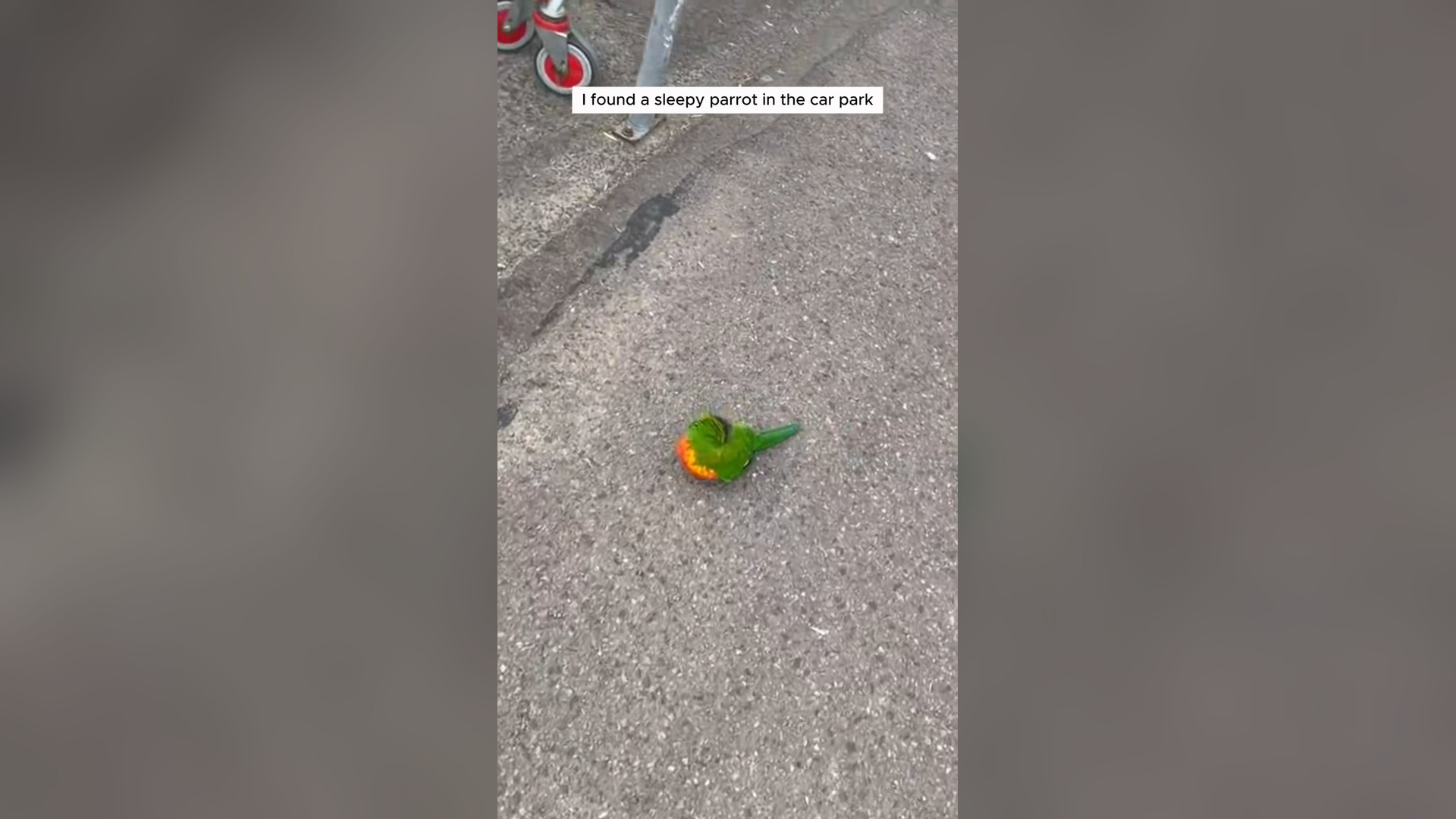 H1205035_Girl found lost parrot adopted it love
