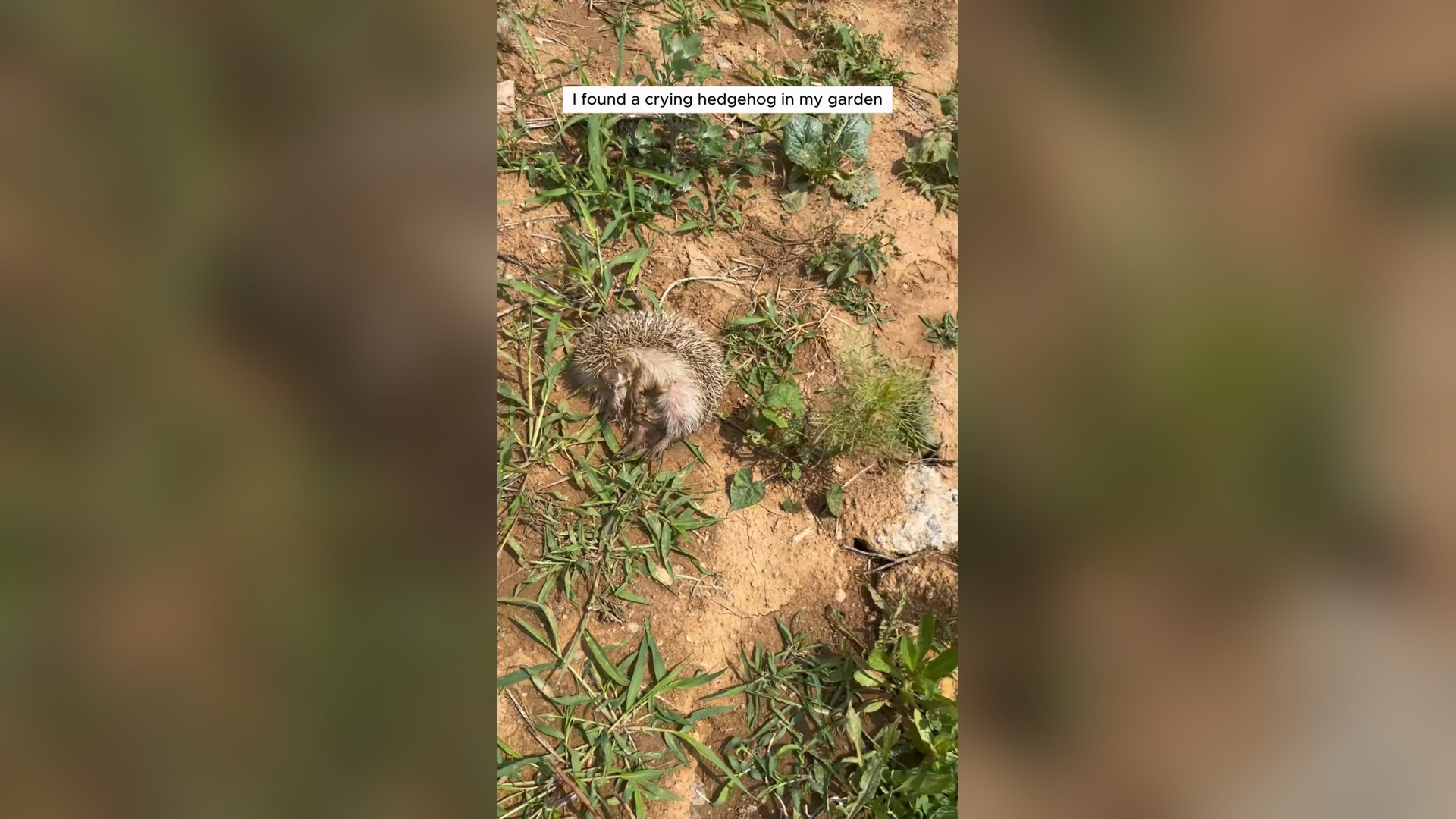 H1205030_Girl rescued weak hedgehog in her garden ado