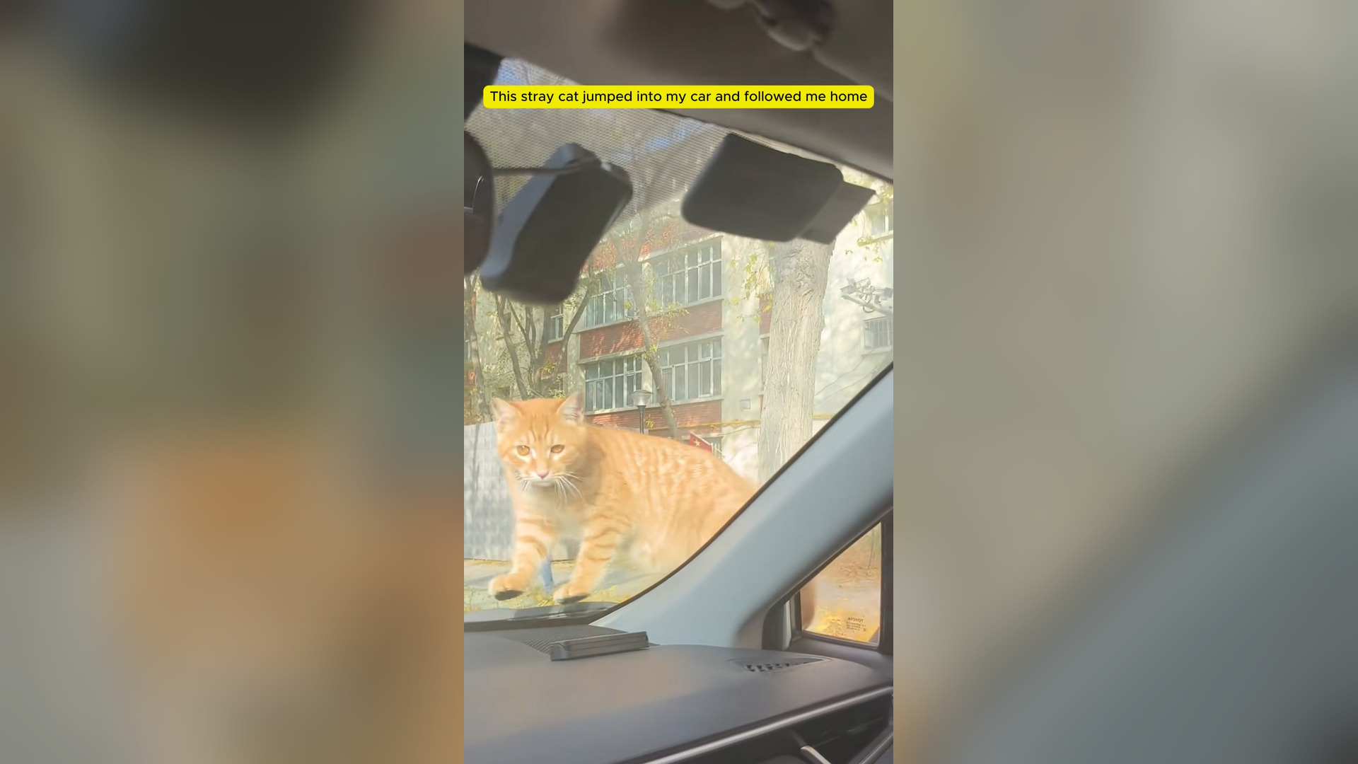H1305011_stray cat jumped into my car followed me