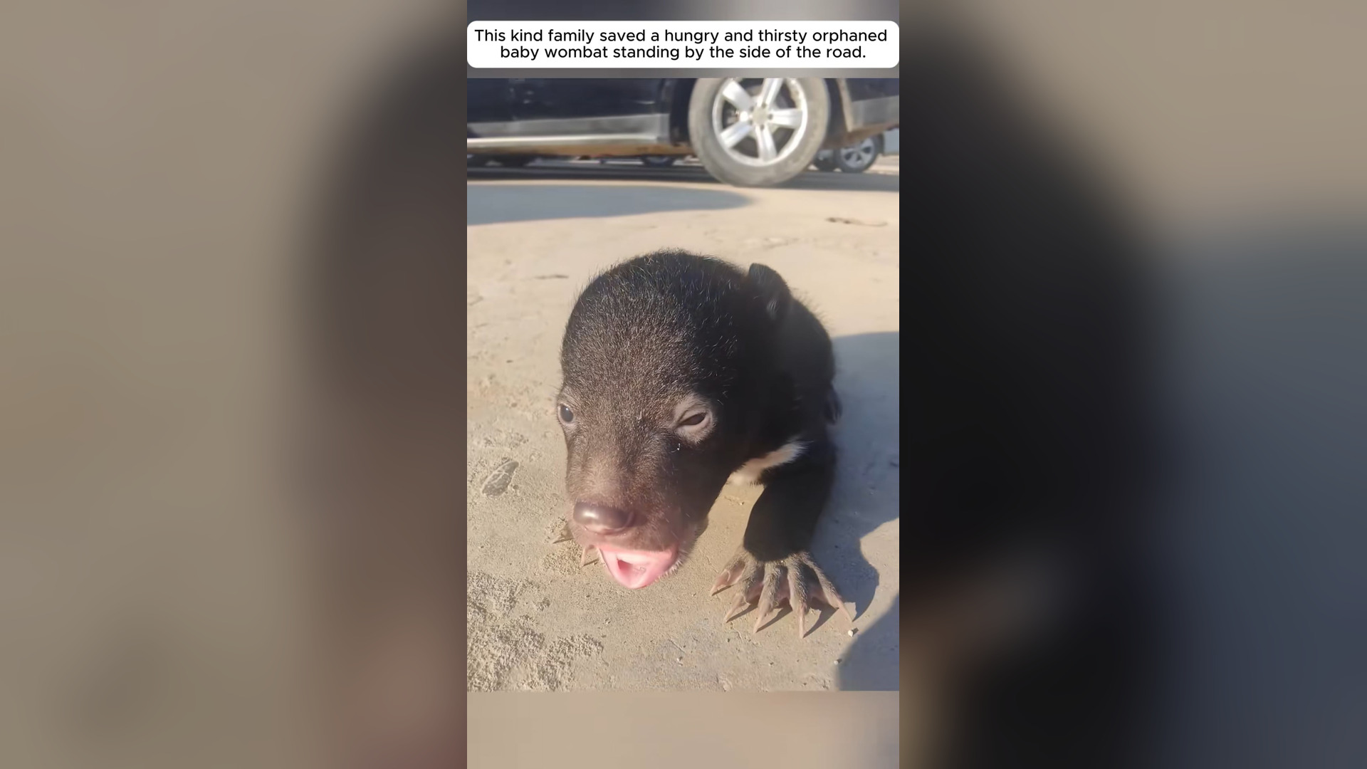 H1405011_Saved baby wombat #rescue #rescueanimals #anim