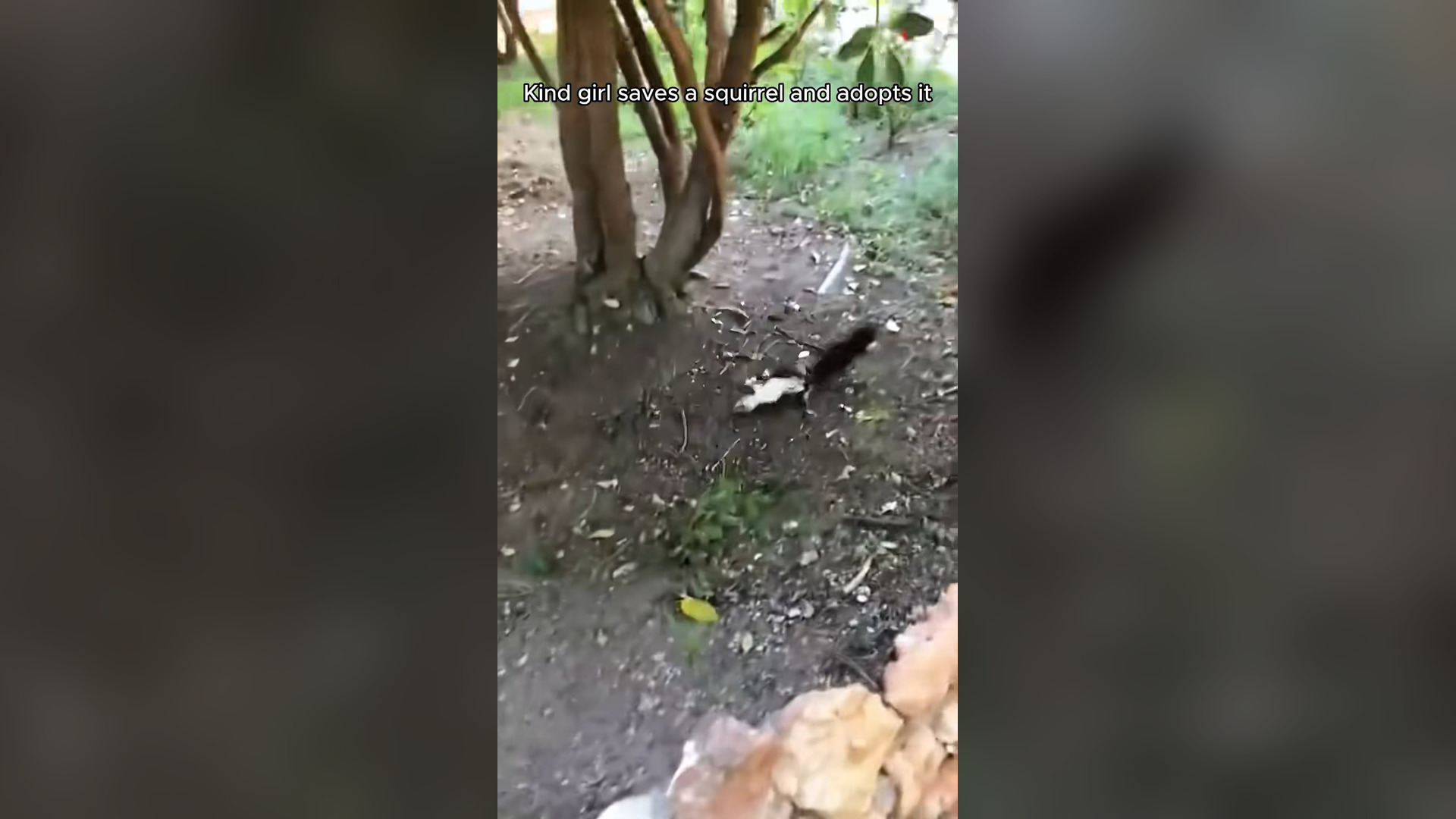 H1905005_Rescue poor squirrel #rescue #animals #squirre
