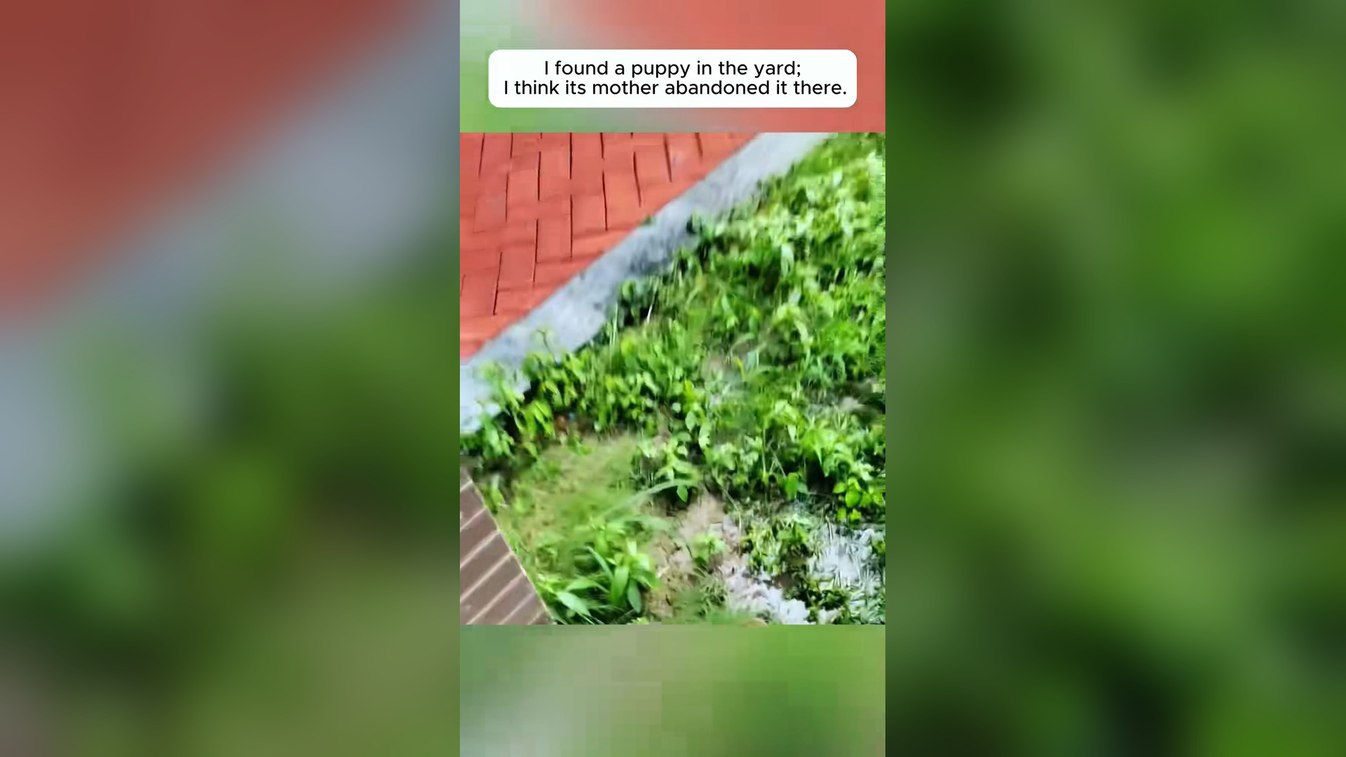 H1905004_Rescue poor puppy #animals #animalrescue #pupp