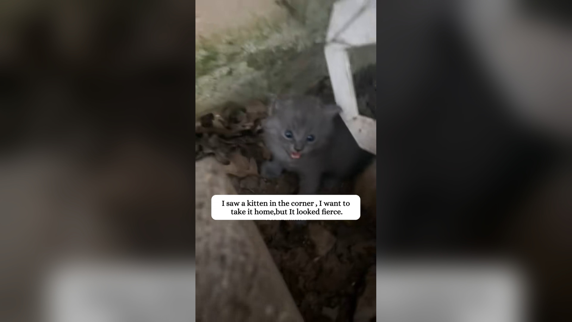 H2005001_I adopted a kitten.#rescue #animals #kitten #foryoupage #catsoftiktok