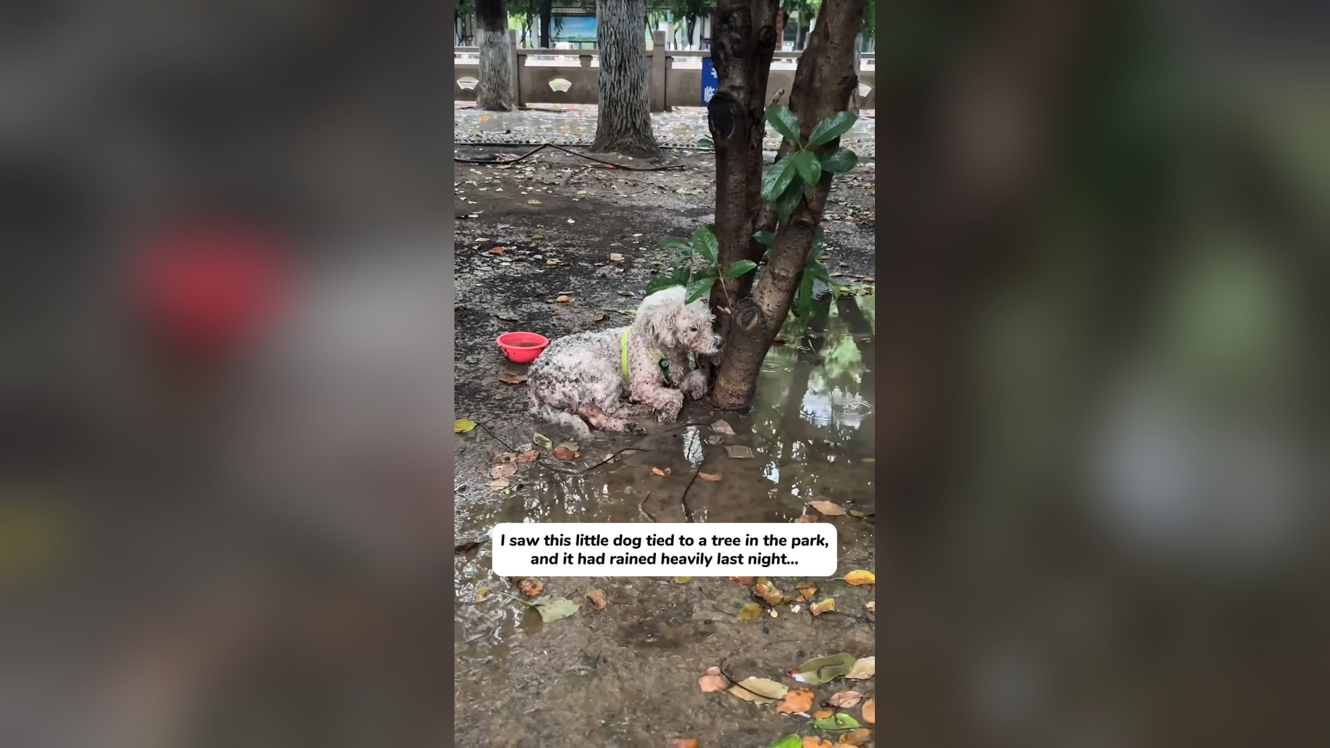 H2005014_I rescued a dog had been abandoned in park.#dog #rescue #pup