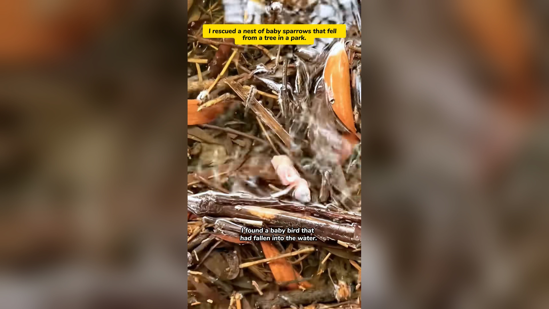 H2005031_I actually raised a whole nest of baby sparrows!#rescue #sparrow #bir
