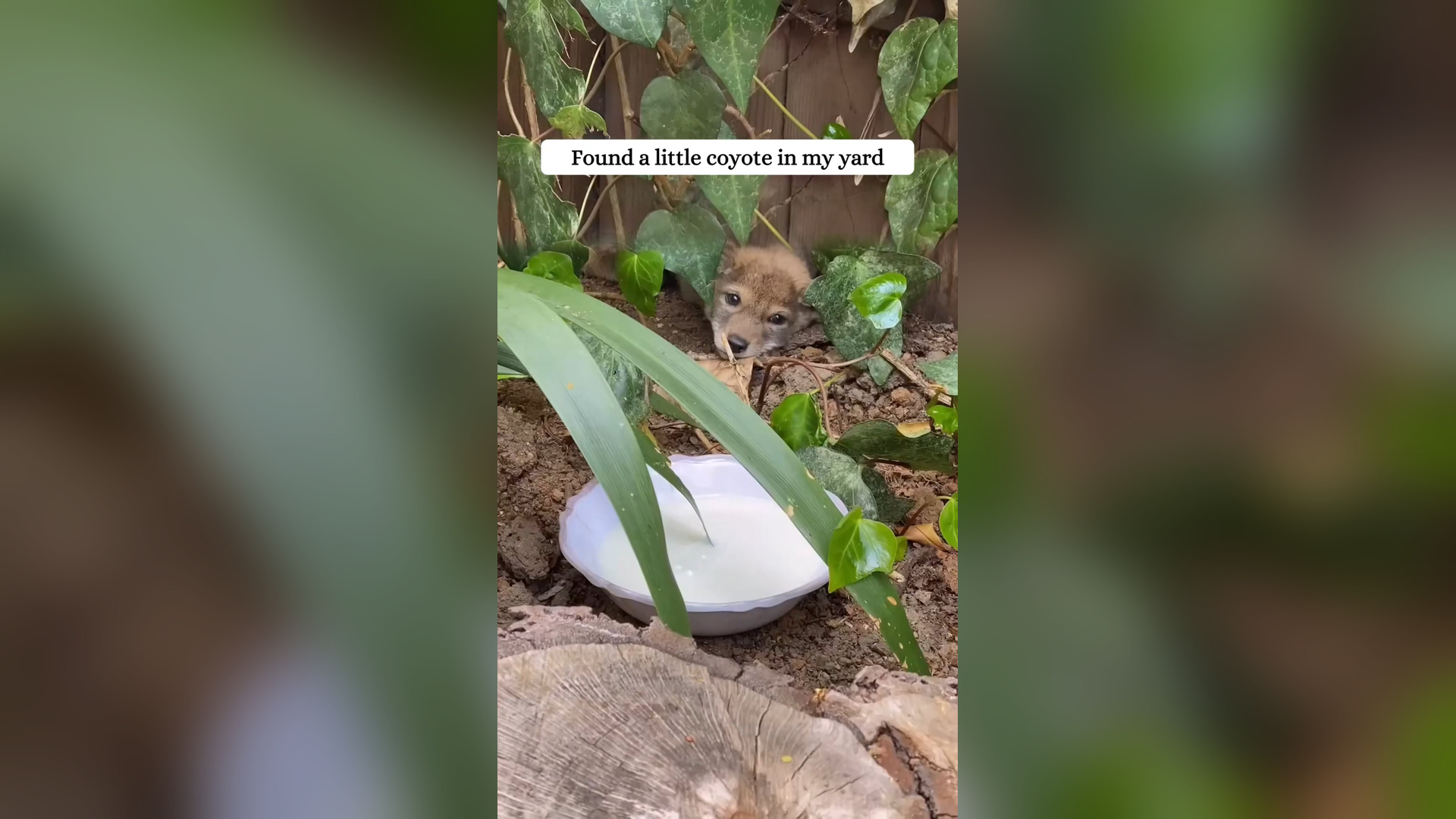 H2105033_#rescue #animals #coyote #fyp