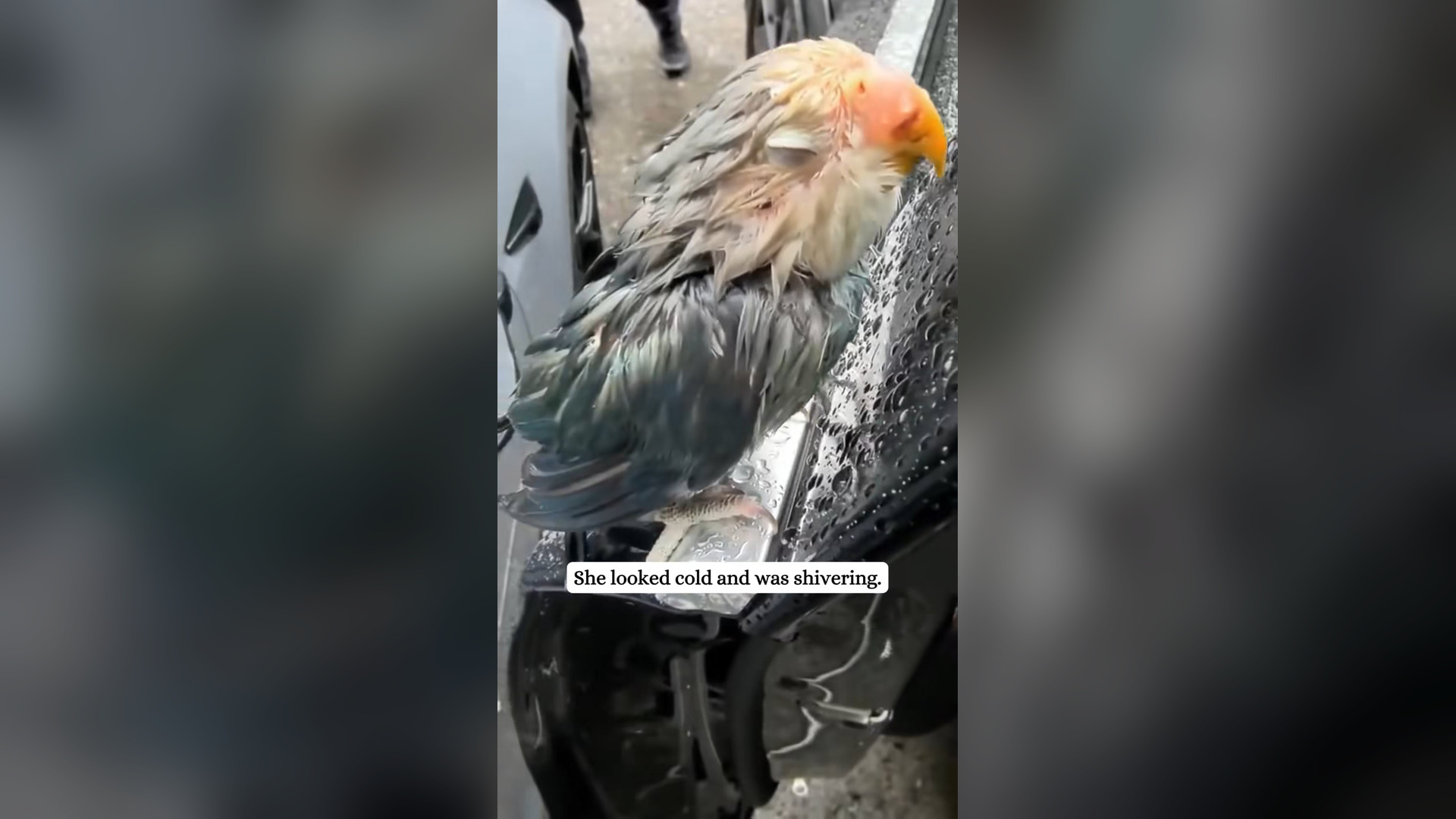 H2105026_I rescued a lost parrot on my car then #rescue #bird #parrot #fyp