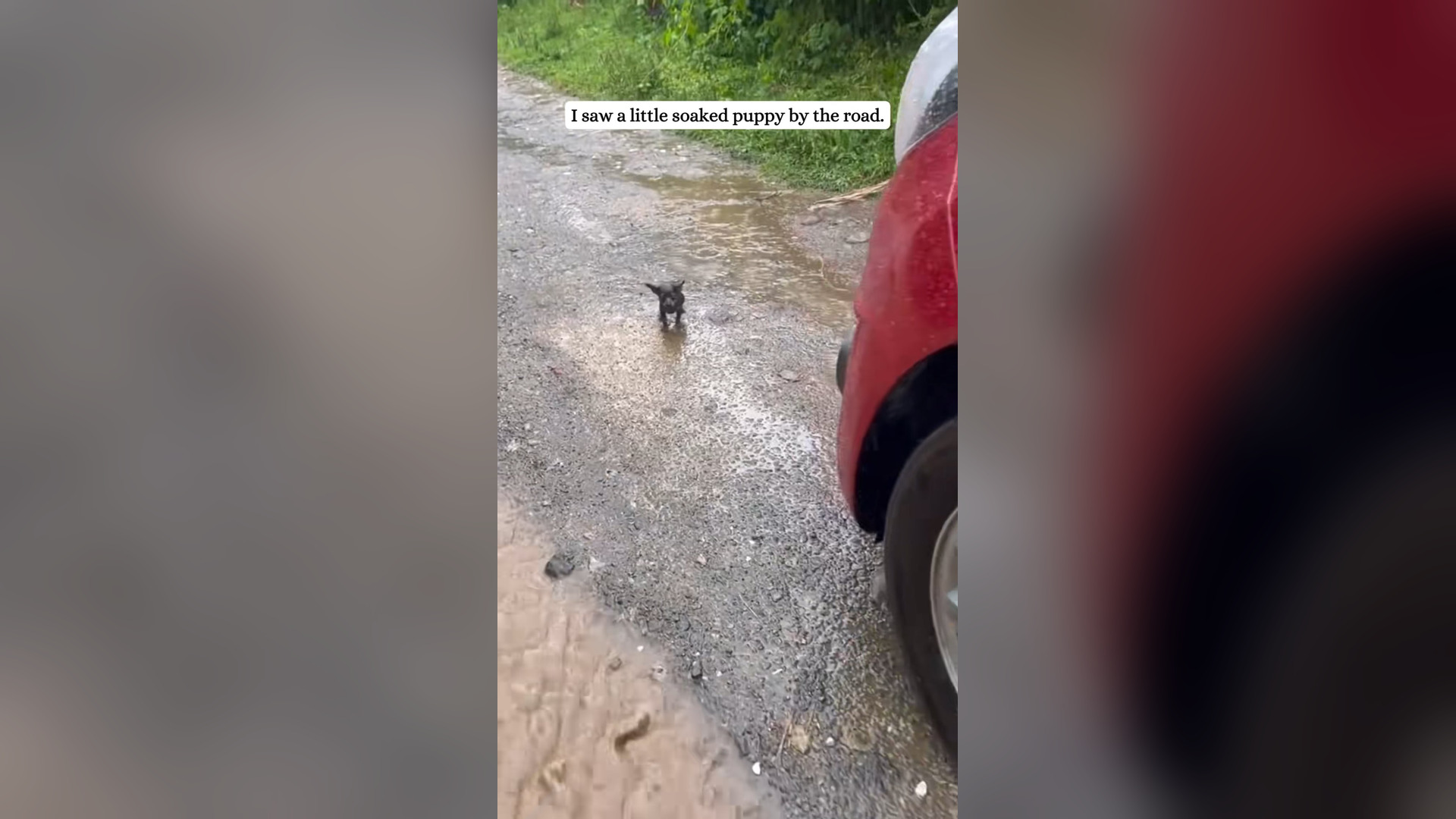 H2105024_I rescued a little puppy on rainy day.#rescue #puppy #Minpin #fyp #an