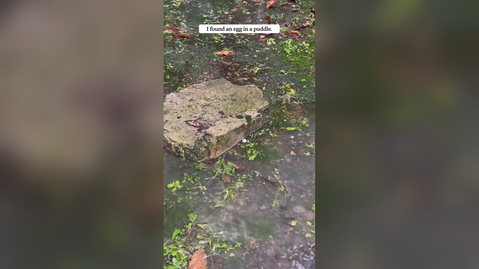 H2105020_I found an egg it turned out to be #rescue #egg #turtle #fyp #ani