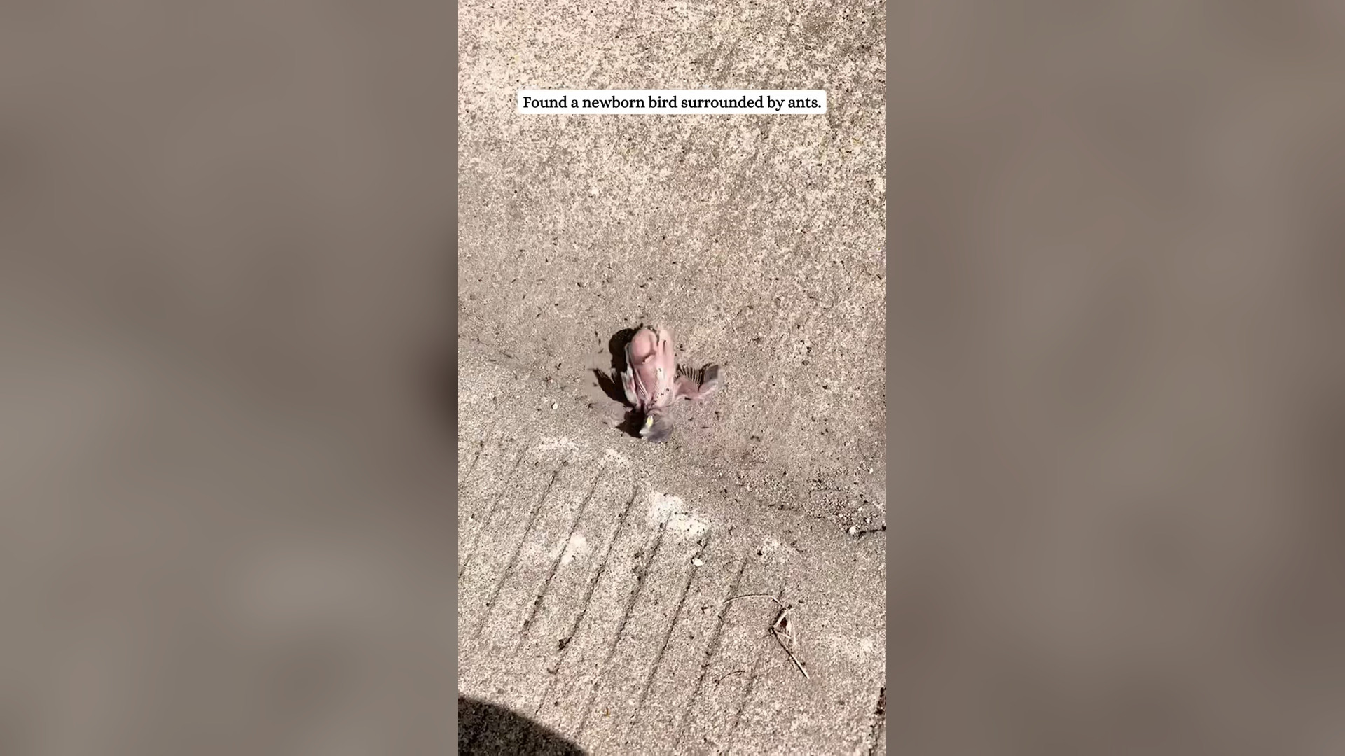 H2105018_Rescued a newborn bird on verge of death.#rescue #bird #sparrow