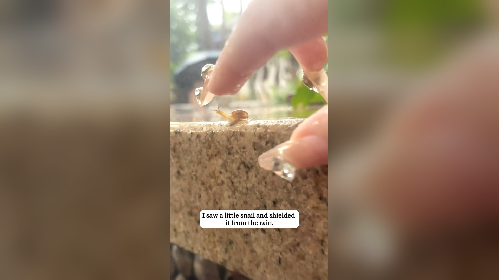 H2105016_I adopted a little snail raised it.#fyp #snail #rescue #animals